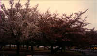 Tokyo_cherry_blossoms.jpg (28785 bytes)